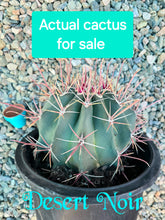 Load image into Gallery viewer, Fire Barrel Cactus, Mexican Fire Barrel, Ferocactus gracilis, Cactus, Succulent, Live Plant
