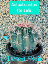 Load image into Gallery viewer, Fire Barrel Cactus, Mexican Fire Barrel, Ferocactus gracilis, Cactus, Succulent, Live Plant
