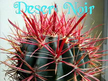 Load image into Gallery viewer, Fire Barrel Cactus, Mexican Fire Barrel, Ferocactus gracilis, Cactus, Succulent, Live Plant
