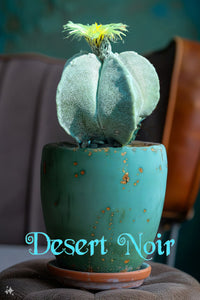 bishop's cap succulent Bishop's cap, Astrophytum myriostigma – Desert Noir