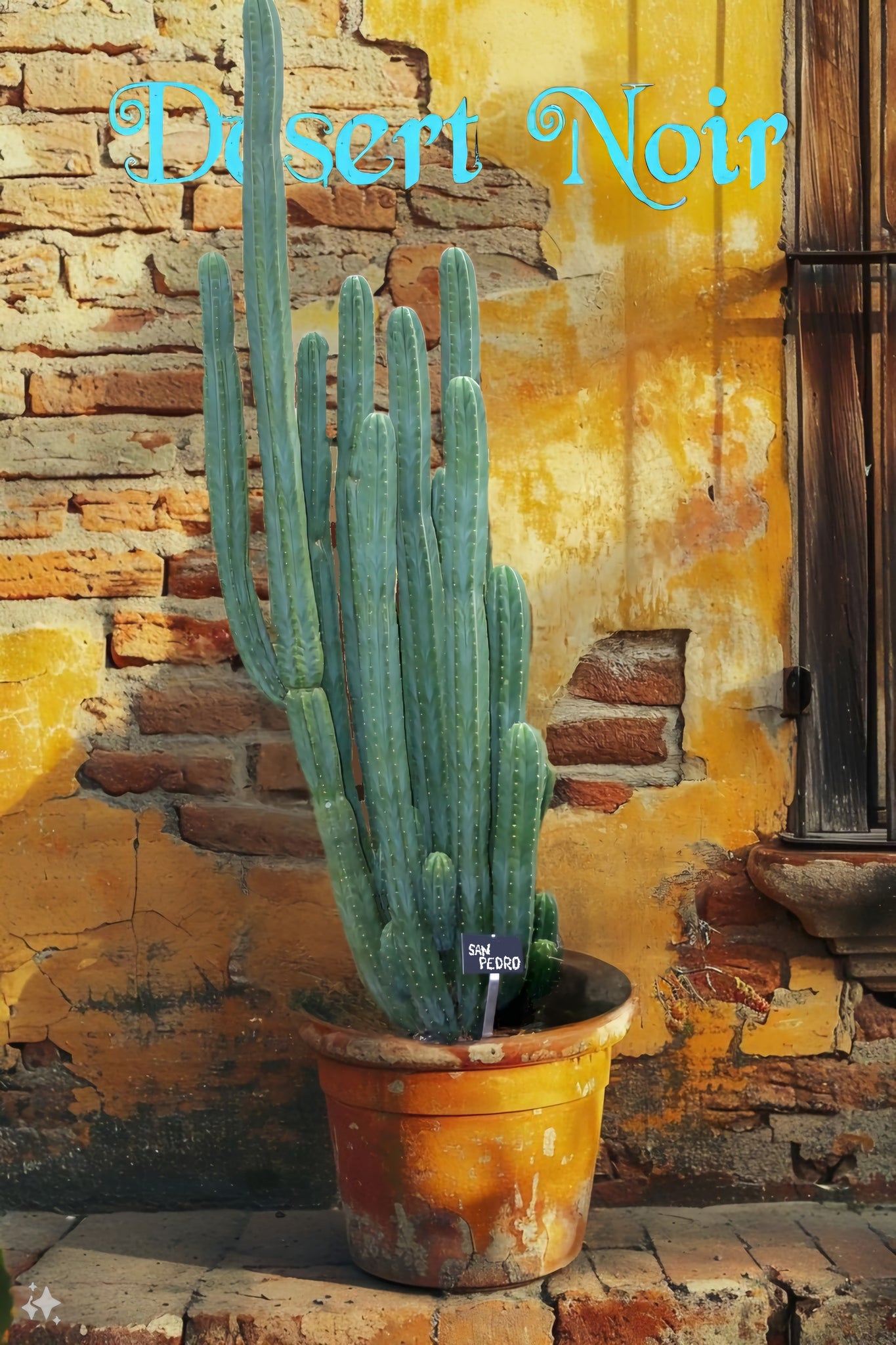san pedro succulent San Pedro, Echinopsis pachanois,Trichocereus Pachanoi, Cactus, Succule – Desert Noir