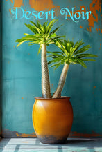 Load image into Gallery viewer, Pachypodium lamerei (Madagascar palm)
