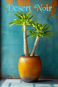 succulent that looks like palm tree Madagascar Palm – Pachypodium lamerei Live Succulent Tree, Rare Spiny – Desert Noir