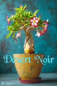 Desert Rose, Adenium obesum