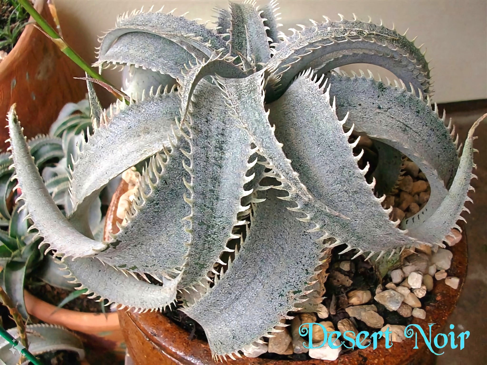 dyckia succulent Grand Marnier Dyckia, lapostollei, White Dyckia, cactus, succulent, li – Desert Noir