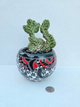 Load image into Gallery viewer, Hand-Painted Mini Cactus in Clay Pot – Unique Desert Decor &amp; Easy-Care Gift
