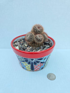 Hand-Painted Mini Cactus in Clay Pot – Unique Desert Decor & Easy-Care Gift