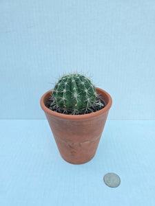 Hand-Painted Mini Cactus in Clay Pot – Unique Desert Decor & Easy-Care Gift