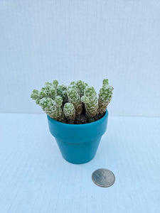 Hand-Painted Mini Cactus in Clay Pot – Unique Desert Decor & Easy-Care Gift