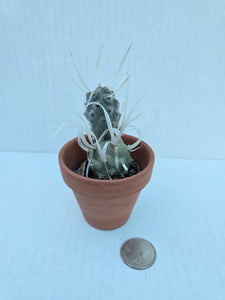 Hand-Painted Mini Cactus in Clay Pot – Unique Desert Decor & Easy-Care Gift