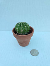 Load image into Gallery viewer, Hand-Painted Mini Cactus in Clay Pot – Unique Desert Decor &amp; Easy-Care Gift
