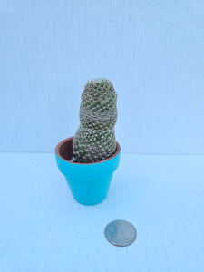 Hand-Painted Mini Cactus in Clay Pot – Unique Desert Decor & Easy-Care Gift