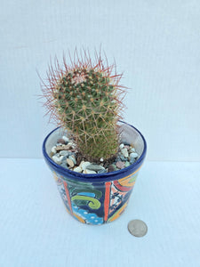 Hand-Painted Mini Cactus in Clay Pot – Unique Desert Decor & Easy-Care Gift