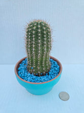 Load image into Gallery viewer, Hand-Painted Mini Cactus in Clay Pot – Unique Desert Decor &amp; Easy-Care Gift
