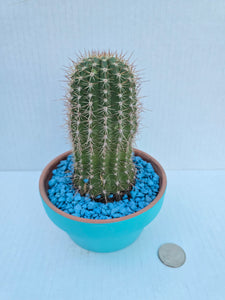 Hand-Painted Mini Cactus in Clay Pot – Unique Desert Decor & Easy-Care Gift