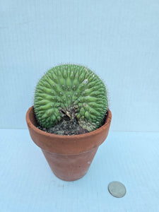 Hand-Painted Mini Cactus in Clay Pot – Unique Desert Decor & Easy-Care Gift