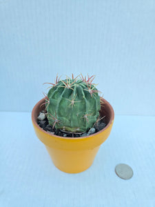 Hand-Painted Mini Cactus in Clay Pot – Unique Desert Decor & Easy-Care Gift