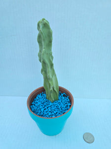 Hand-Painted Mini Cactus in Clay Pot – Unique Desert Decor & Easy-Care Gift