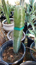 Load image into Gallery viewer, Stenocereus pruinosus, Gray Ghost Organ Pipe, cactus, succulent, live plant
