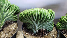 Load image into Gallery viewer, Crested San Pedro
