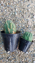 Load image into Gallery viewer, Obesa, baseball plant, succulent, cactus, live plant
