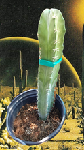 Load image into Gallery viewer, Stenocereus pruinosus, Gray Ghost Organ Pipe, cactus, succulent, live plant
