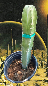 Stenocereus pruinosus, Gray Ghost Organ Pipe, cactus, succulent, live plant