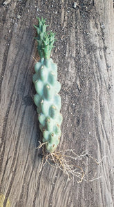 Cane Cholla, Cylindropuntia imbricata, cactus, succulent