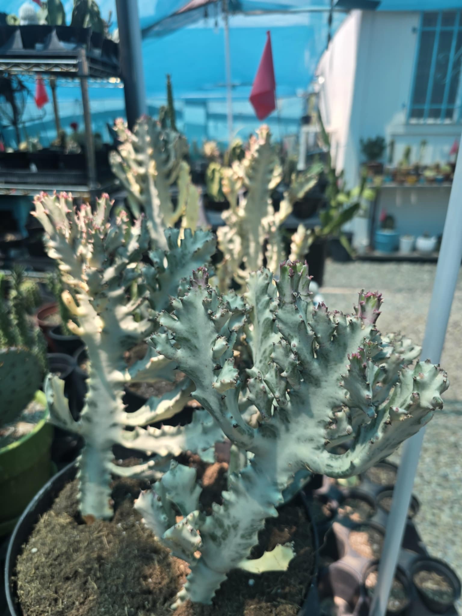 dragon bones succulent Euphorbia White Ghost – Euphorbia Lactea Live Succulent Cactus, Dragon – Desert Noir