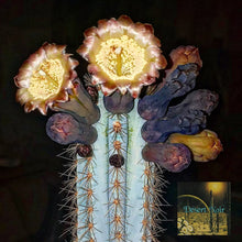 Load image into Gallery viewer, Blue Torch Cactus, Pilosocereus Azureus, Brazilian Blue Cactus, Live Plant, Cactus, Succulent
