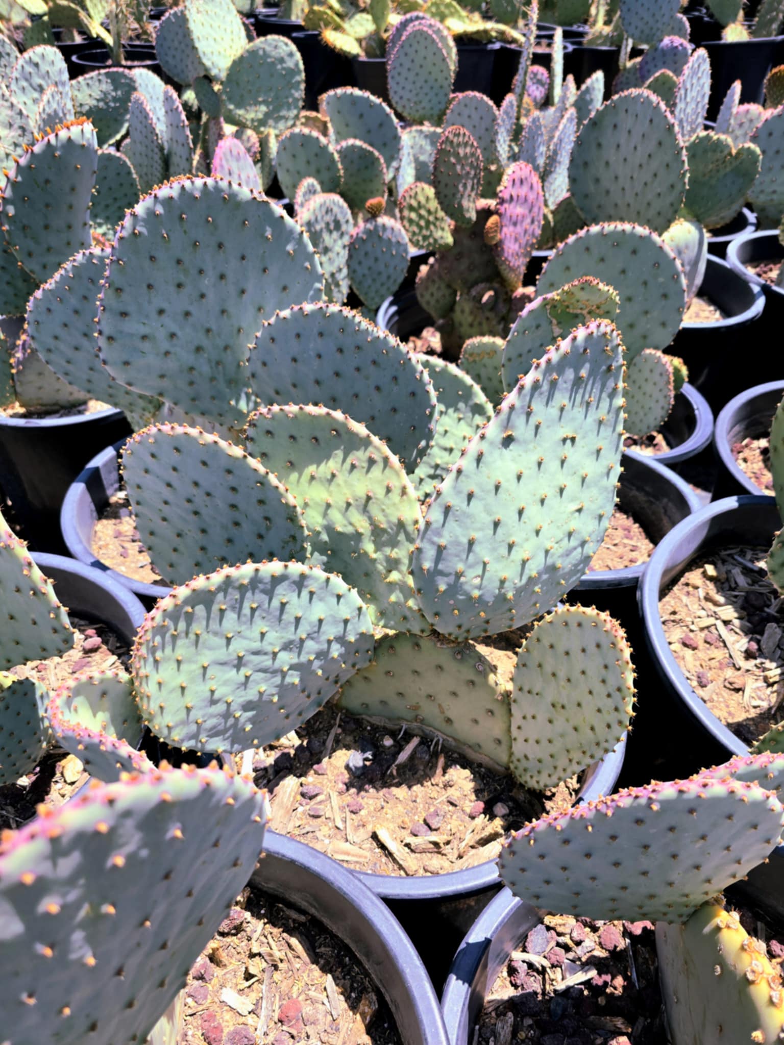 violet prickly pear cactus Opuntia Santa Rita - purple prickly pear