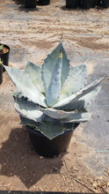 Load image into Gallery viewer, Agave titanota, Chalk agave, Asparagaceae
