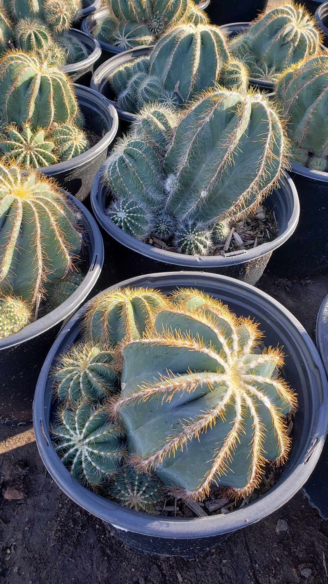 Balloon Cactus, Magnificus, Parodia magnifica