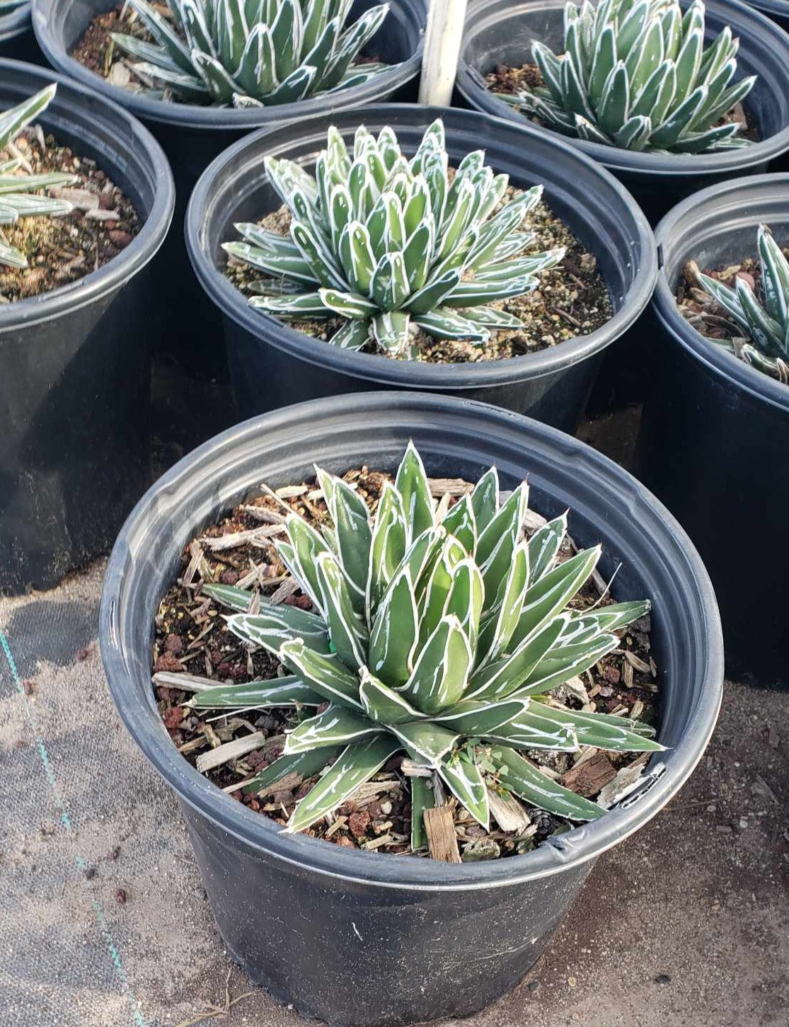 victoria secret succulent Agave Victoriae-Reginae – Queen Victoria Agave Live Succulent, Rare Co – Desert Noir