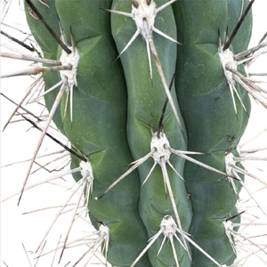 Toothpick cactus, Stetsonia coryne, Cactus, Succulent, Live Plant