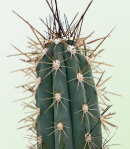 Toothpick cactus, Stetsonia coryne, Cactus, Succulent, Live Plant
