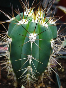 Toothpick cactus, Stetsonia coryne, Cactus, Succulent, Live Plant