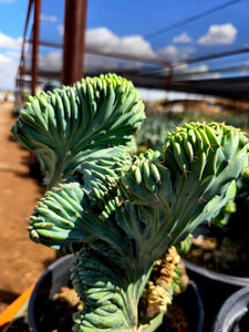 Dinosaur Back, myrtillocactus geometrizans f. cristata, cactus, succulent, live plant