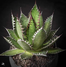 Load image into Gallery viewer, Agave horrida, Mexcalmetl, Agave
