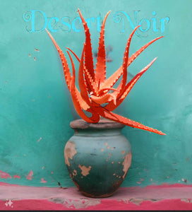 red aloe succulent Red Aloe (Aloe Cameronii), Cameron's Ruwari Aloe, live plant – Desert Noir