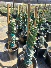 Load image into Gallery viewer, Spiral Cactus, Forbesii Spiralis, Cereus hildmannianus f. tortuosus,
