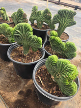 Load image into Gallery viewer, Crested San Pedro
