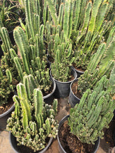 Load image into Gallery viewer, Fairy Castle Cactus, Acanthocereus Tetragonus Monstrose, Cactus, Succulent, Live Plant
