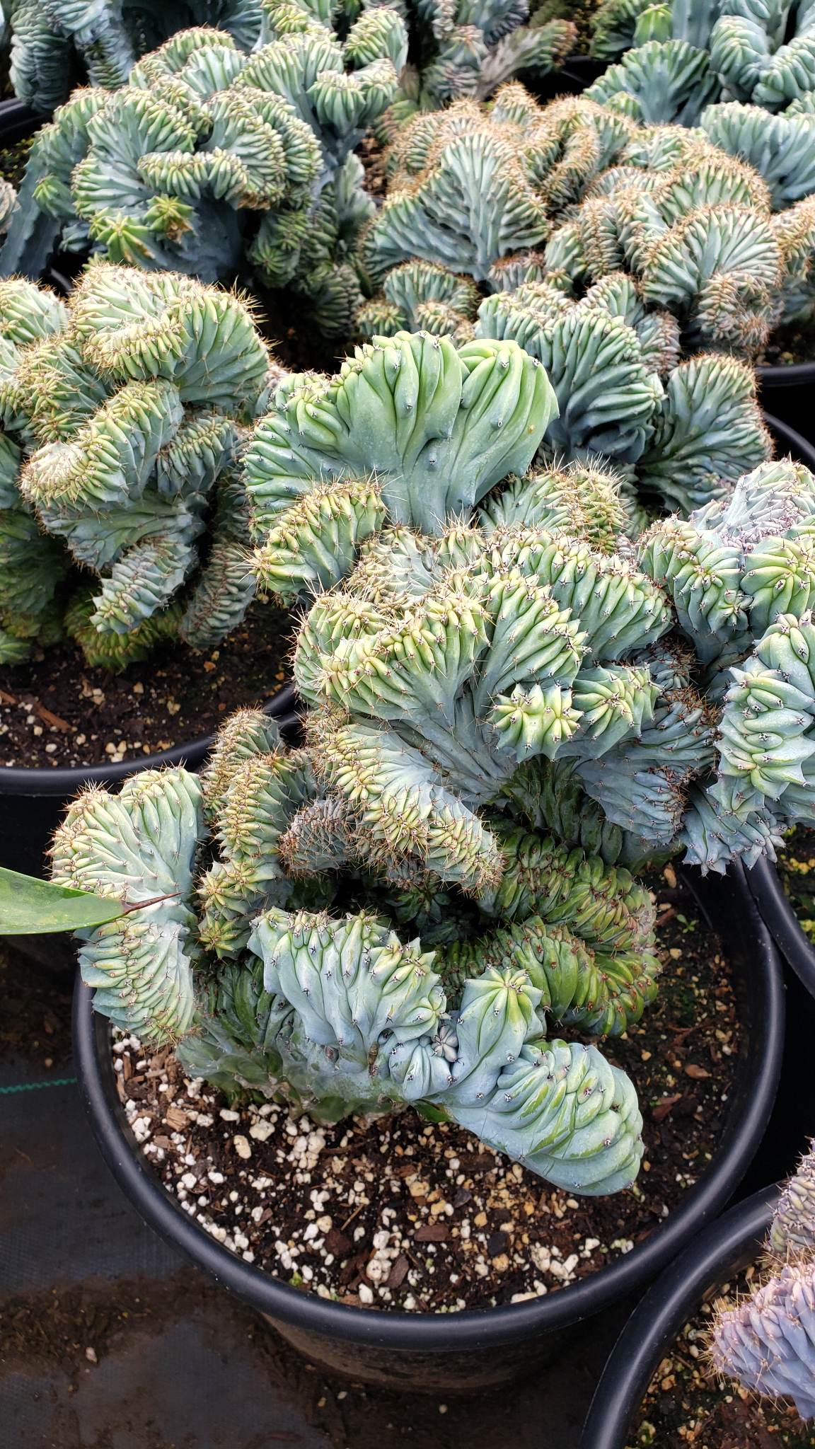 dinosaur back succulent Dinosaur Back (Myrtillocactus geometrizans f. cristata), Crested cactu – Desert Noir