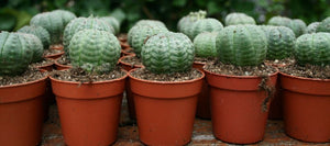 Obesa, baseball plant, succulent, cactus, live plant