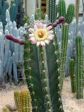Load image into Gallery viewer, Stenocereus pruinosus, Gray Ghost Organ Pipe, cactus, succulent, live plant
