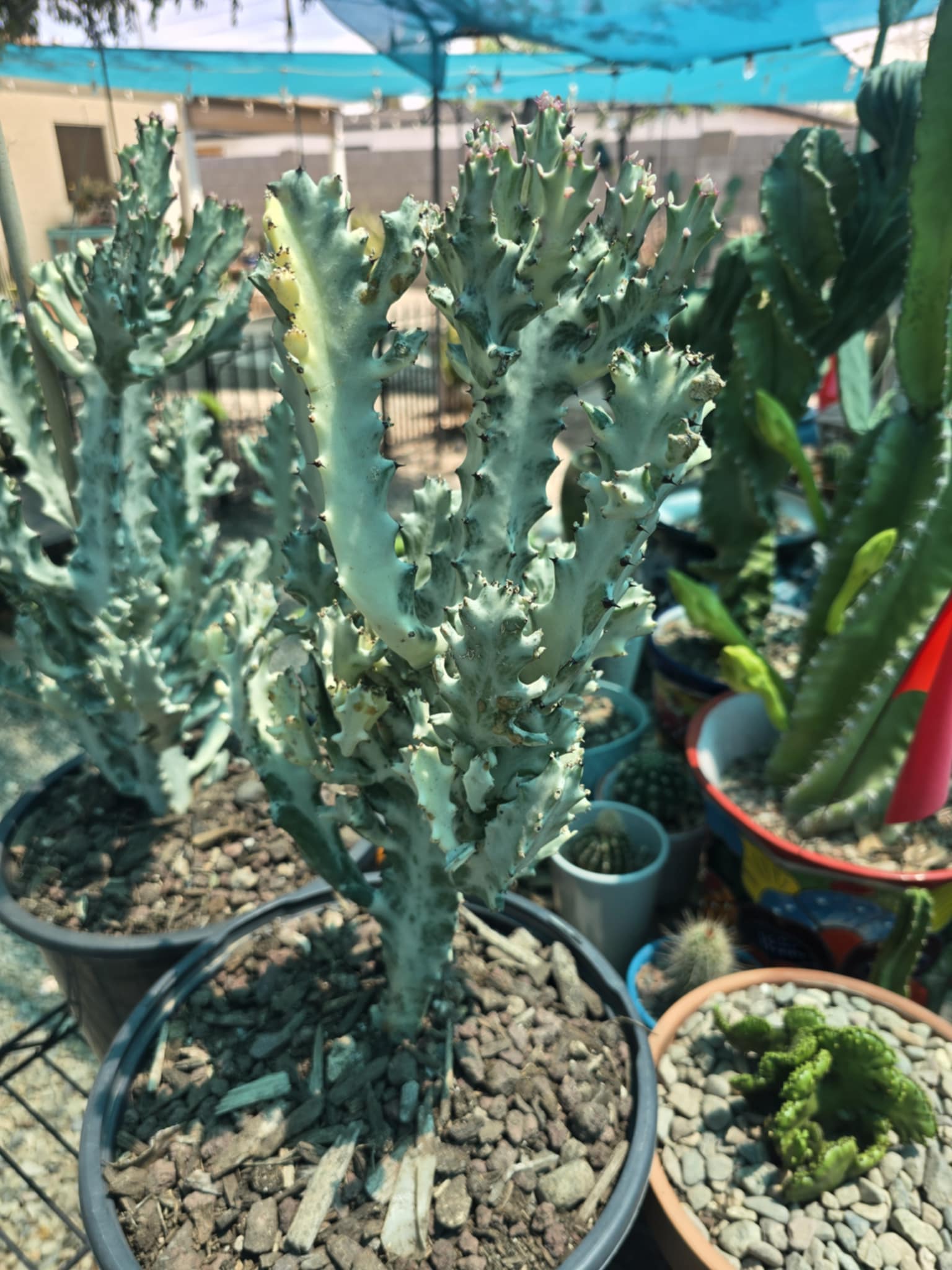 dragon bones succulent Euphorbia White Ghost – Euphorbia Lactea Live Succulent Cactus, Dragon – Desert Noir