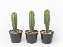 Load image into Gallery viewer, Stenocereus pruinosus, Gray Ghost Organ Pipe, cactus, succulent, live plant
