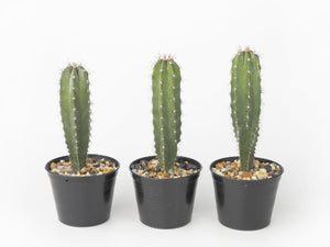 Stenocereus pruinosus, Gray Ghost Organ Pipe, cactus, succulent, live plant