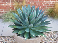 Load image into Gallery viewer, Blue Glow Agave, A. attenuata x A. ocahui, live plant
